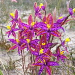 Fitzgerald River National Park Wildflower - Queen of Sheeba