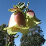 Quaalup Bell Bremer Bay WA
